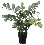 ZAMIOCULCAS