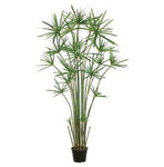 CYPRESS GRASS