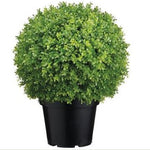 BOXWOOD FOLLAJE