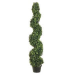 BOXWOOD EN ESPIRAL