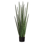 SNAKE GRASS