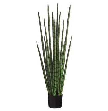 SNAKE GRASS